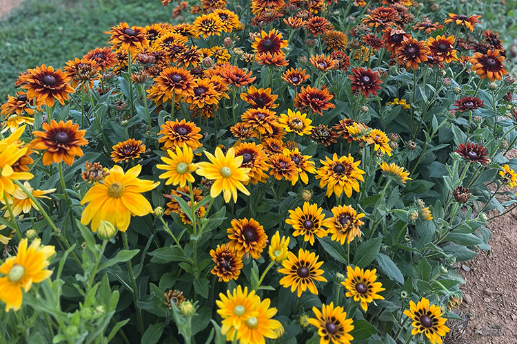 flower fields